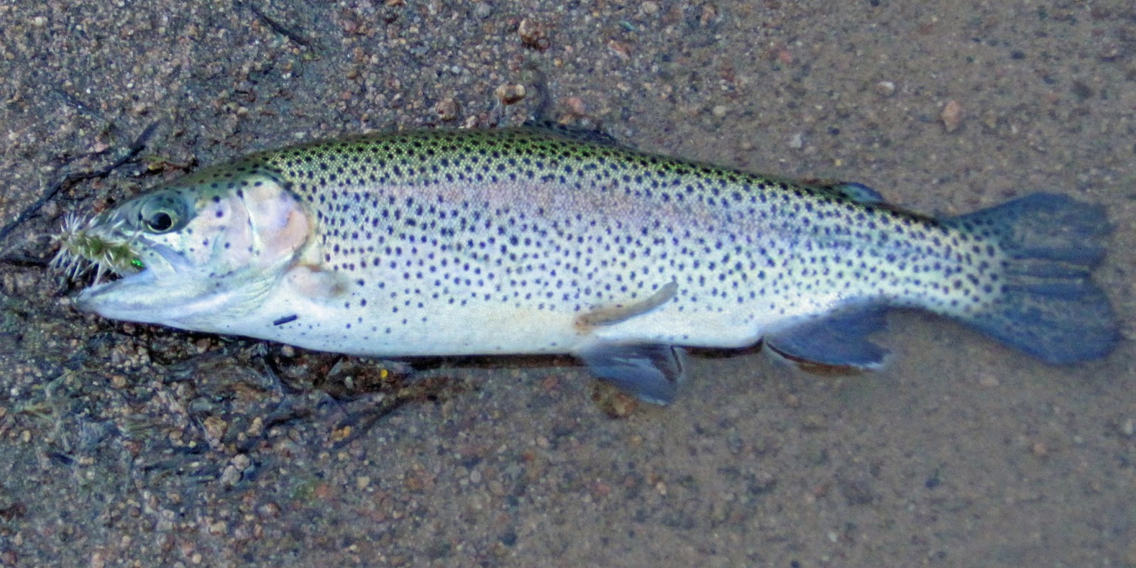 Pine Valley Reservoir, Southern Utah FisherDad