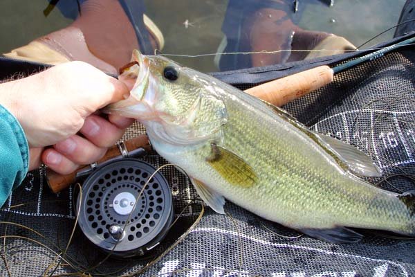 Smallmouth Bass - NDOW