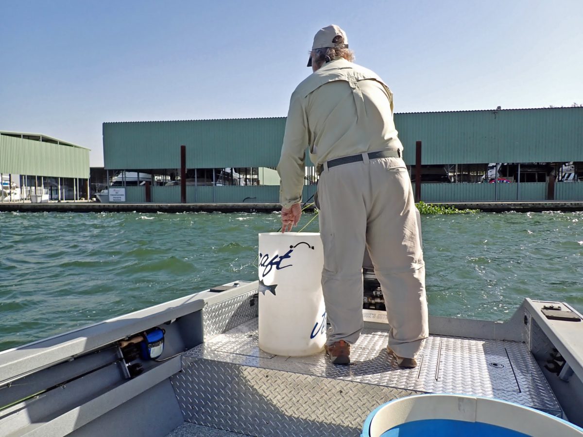Chasing Delta Stripers in the Heat – FisherDad